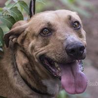 Achille incrocio labrador in adozione