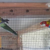 Pappagallo parrocchetto rosella