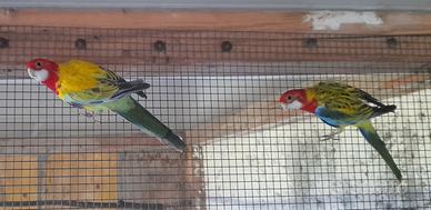 Pappagallo parrocchetto rosella