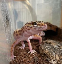Geco Leopardino