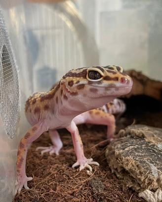 Geco Leopardino