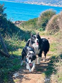 Cuccioli Border Collie