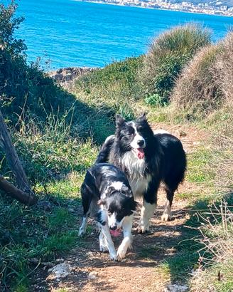Cuccioli Border Collie