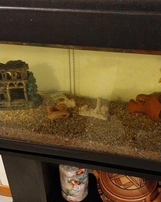 Acquario
