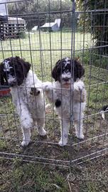 Lagotto/romagnolo cuccioli