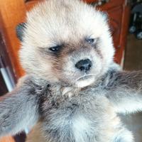 Cuccioli di Akita inu