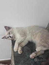 Ragdoll