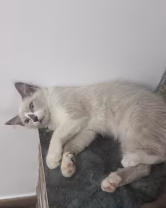 Ragdoll