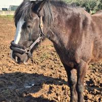 Cavallo per amanti delle passeggiate