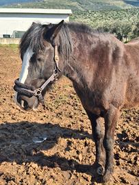 Cavallo per amanti delle passeggiate