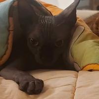 Maschio sphynx per accoppiamento