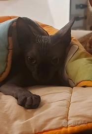 Maschio sphynx per accoppiamento