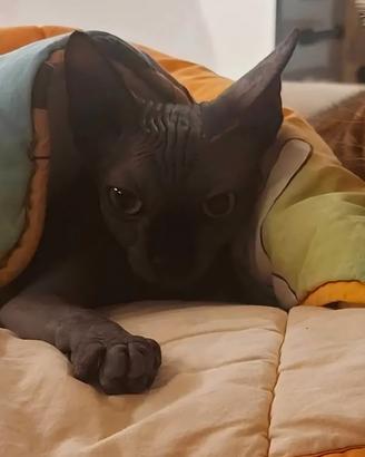 Maschio sphynx per accoppiamento