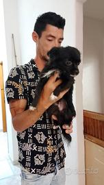 Animali