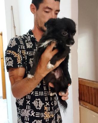Animali