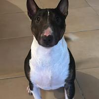 Bull terrier miniature monta