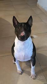 Bull terrier miniature monta