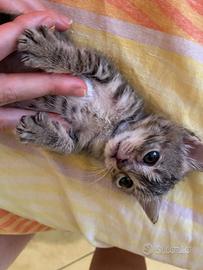 Gattina adorabile vuole essere adottata