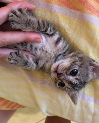 Gattina adorabile vuole essere adottata