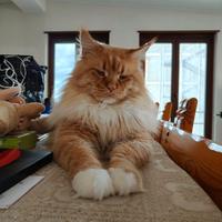 Coppia di Maine coon