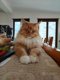 Coppia di Maine coon