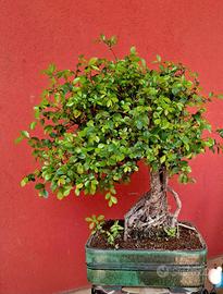 Bonsai