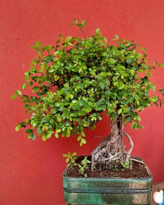 Bonsai
