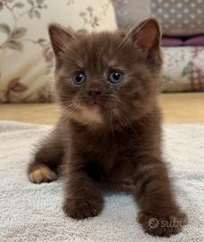 Cuccioli di british shorthair