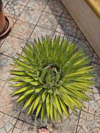 Agave filifera