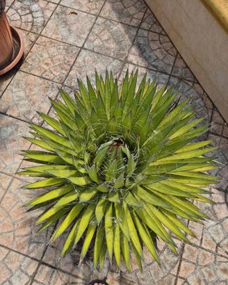 Agave filifera