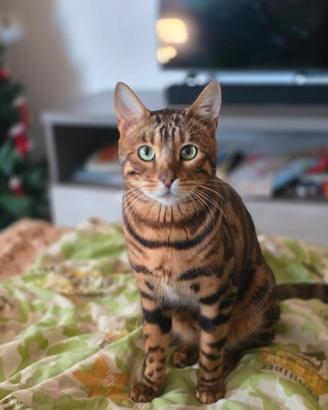 Gatto Bengala