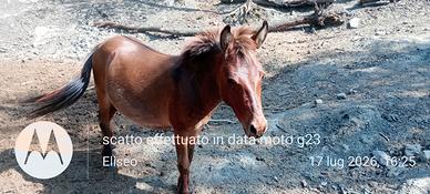Mulo