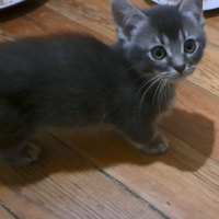 Gattino Munchkin, a zampe corte, 3 mesi