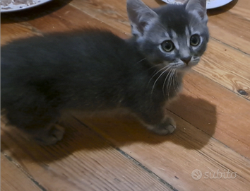 Gattino Munchkin, a zampe corte, 3 mesi