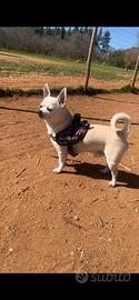 Chihuahua accoppiamento