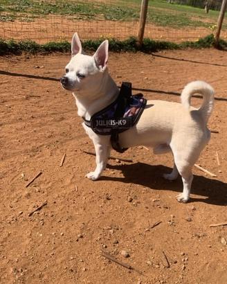 Chihuahua accoppiamento