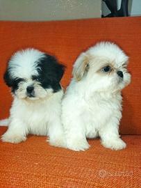 Cuccioli Shitzu