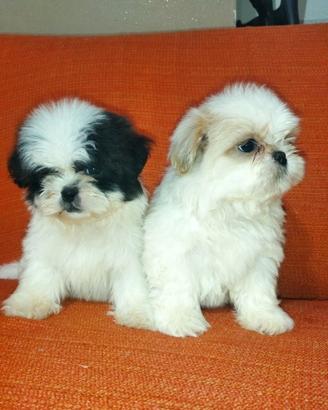 Cuccioli Shitzu