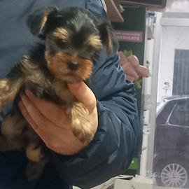 Cuccioli di yorkshire