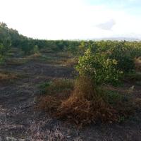 Agrumeto bio 8,5 ettari gerbini con pozzo e invaso