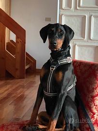 Dobermann