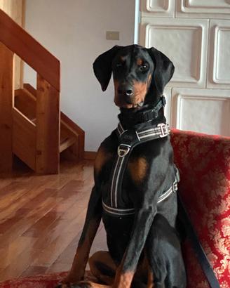 Dobermann