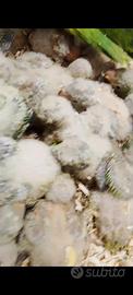 Pulli parrocchetti monaci