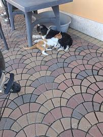 Cagnolino media taglia