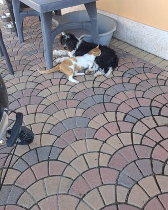 Cagnolino media taglia
