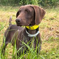 Bracco tedesco kurzhar