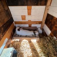 Coniglia californiana 9 mesi