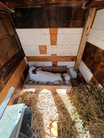 Coniglia californiana 9 mesi