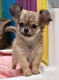 cucciolo chihuahua con pedigree enci 