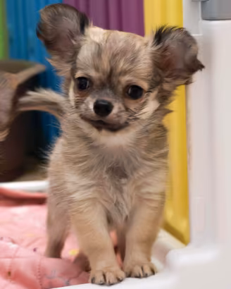 cucciolo chihuahua con pedigree enci 